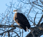 2023 02 11 RedwingEagles 005
